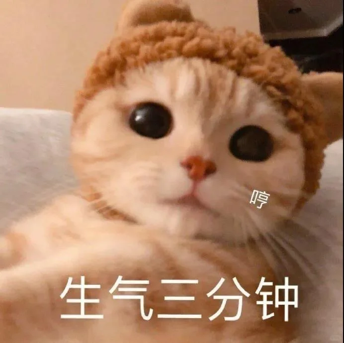 猫咪表情包分享第十七天