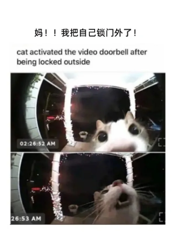 存一些猫猫精神状态meme梗图2.0