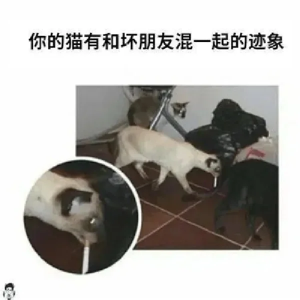 存一些猫猫精神状态meme梗图2.0