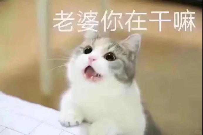 猫咪表情包分享第十七天