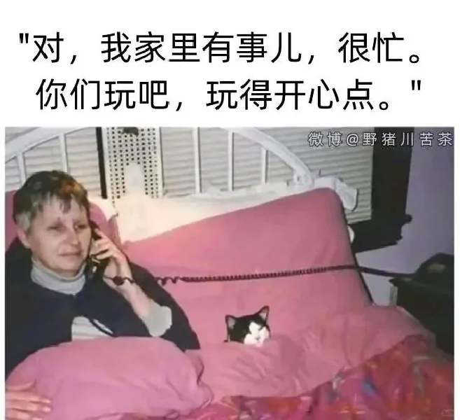 存一些猫猫精神状态meme梗图2.0