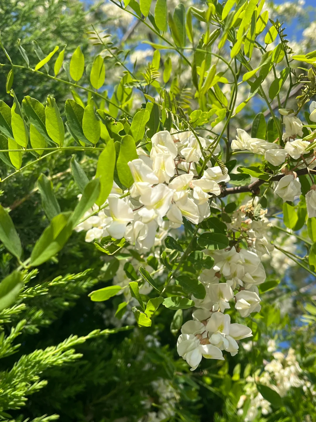 非常自然的壁纸！希望大家喜欢