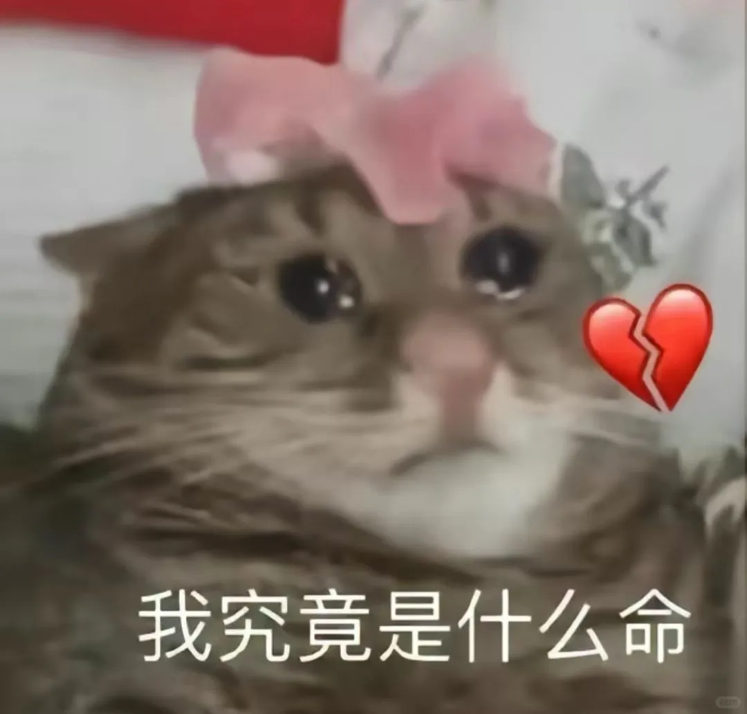 猫猫搞怪表情包