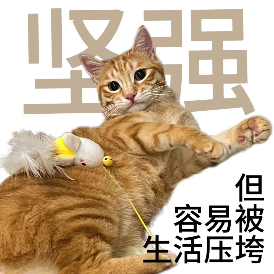 猫猫表情包｜不好意思我就这么坚强