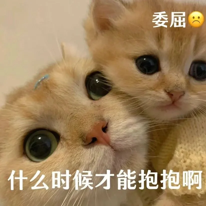 猫猫表情包分享第三弹！