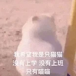 可可爱爱的小猫咪表情包