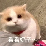 可可爱爱的小猫咪表情包