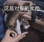 可可爱爱的小猫咪表情包