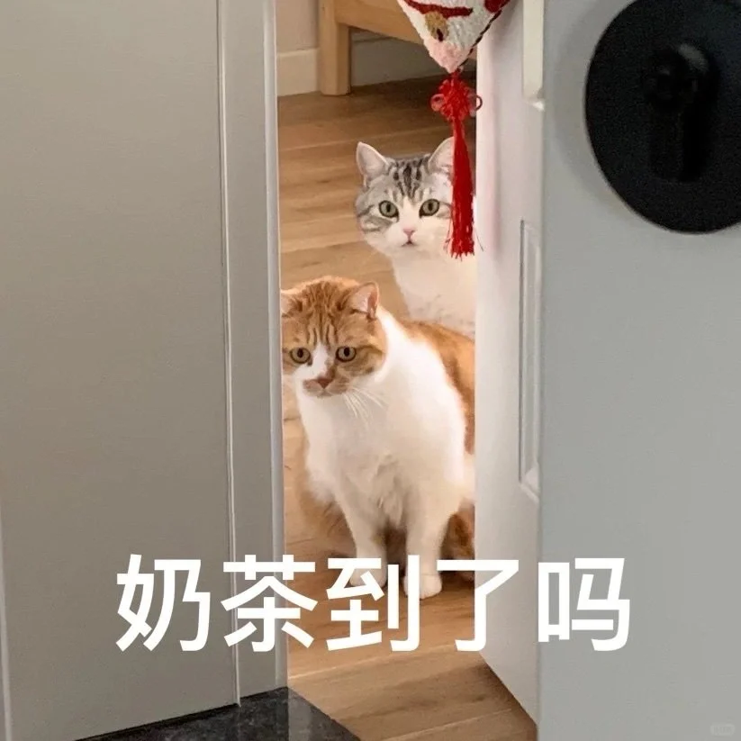 猫猫表情包自由?