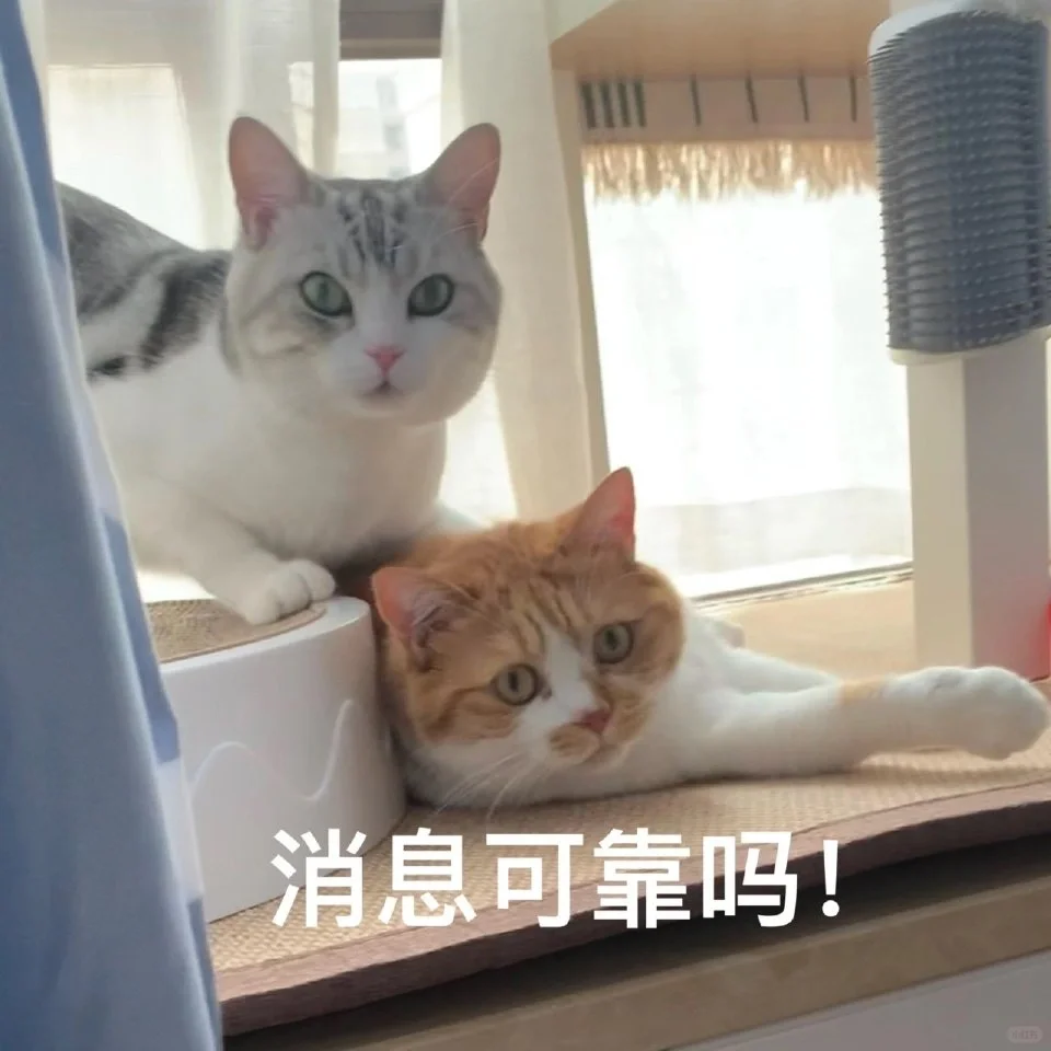 猫猫表情包自由?