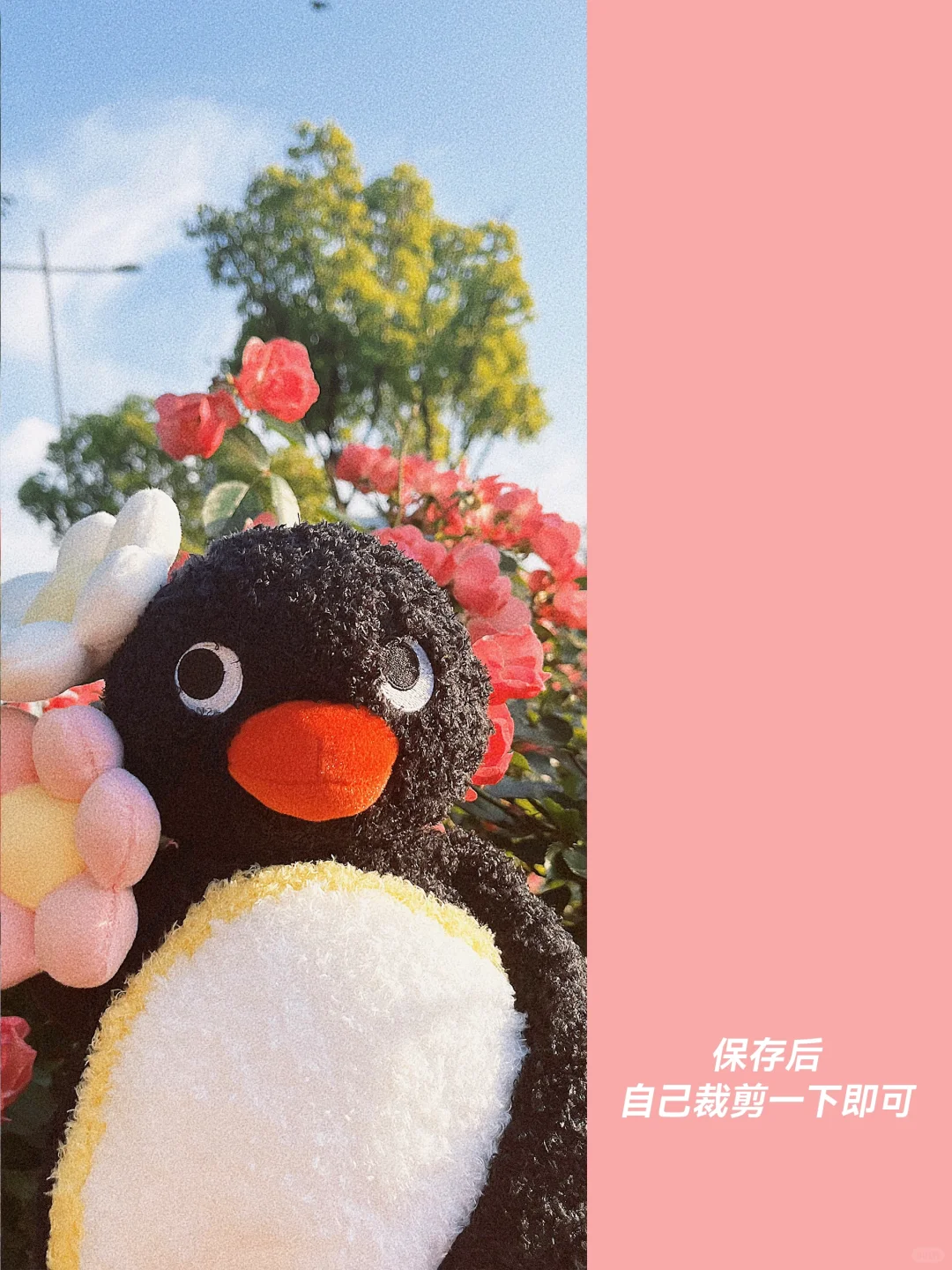 手机壁纸 | 花簇中的捧?pingu