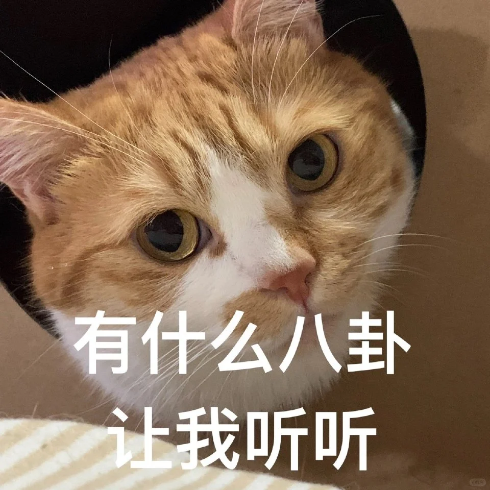 猫猫表情包自由?