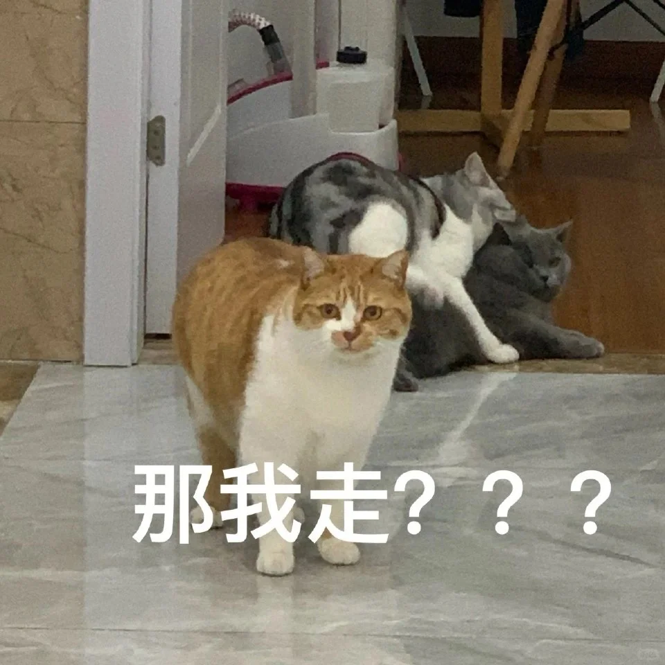 猫猫表情包自由?