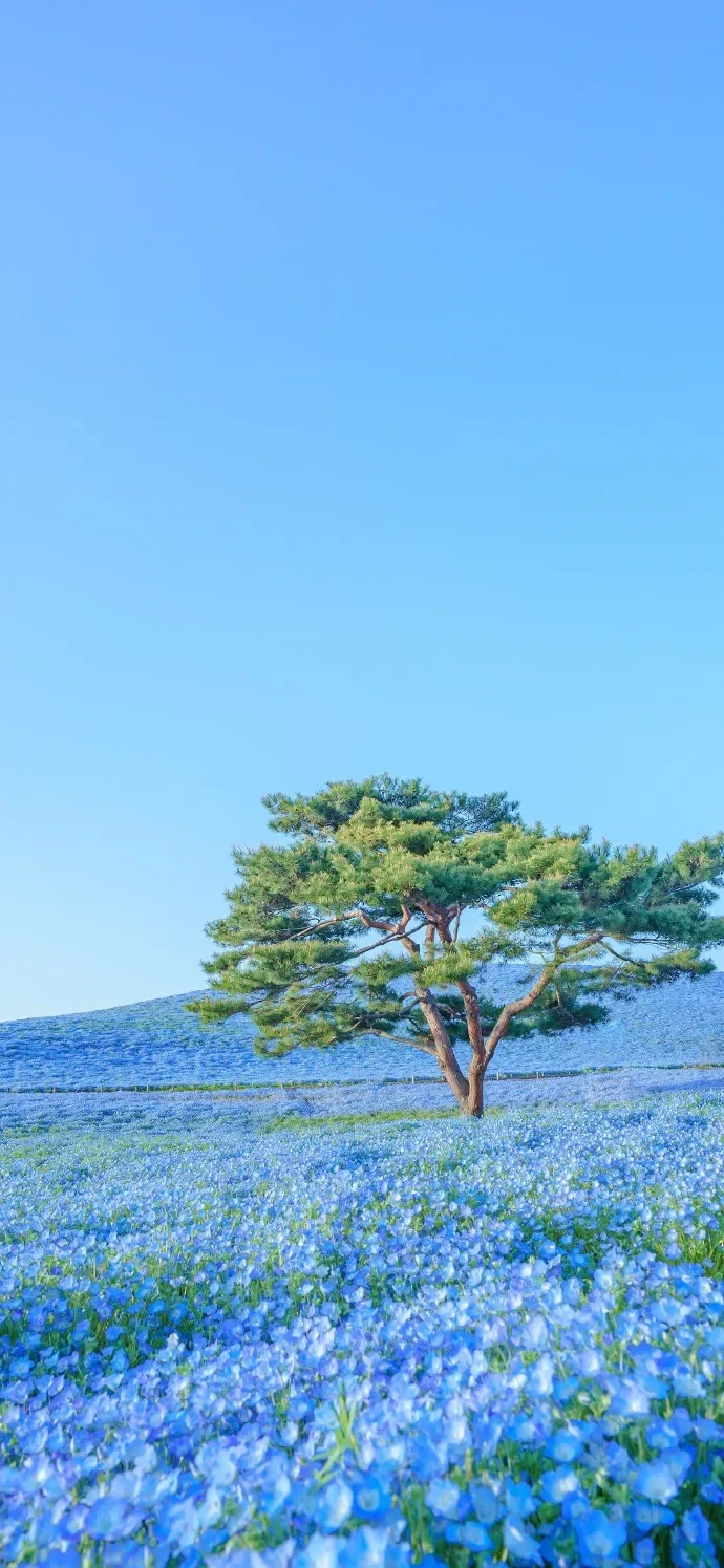 人间的温柔浪漫你都值得 ｜壁纸分享