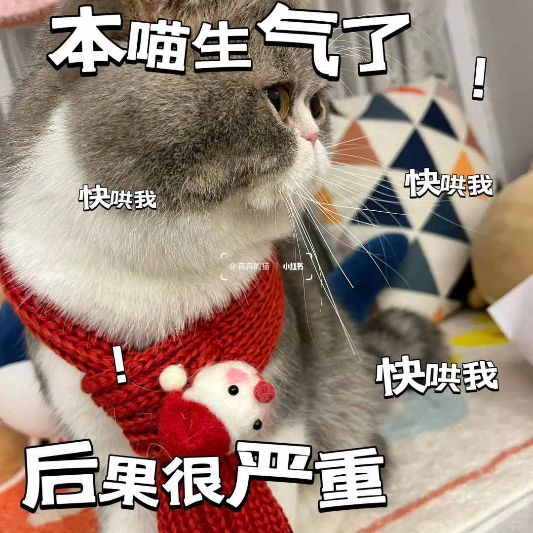 小猫咪表情还挺丰富