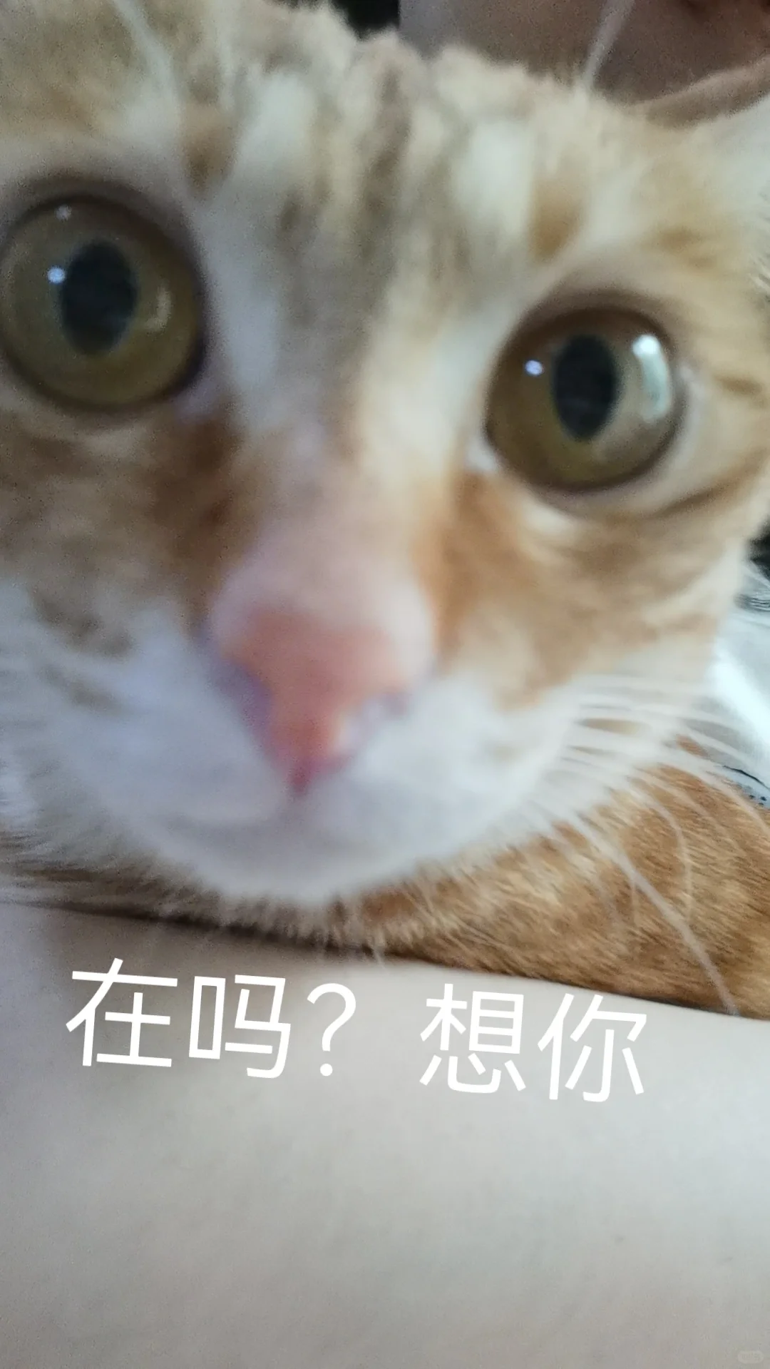 橘猫表情包