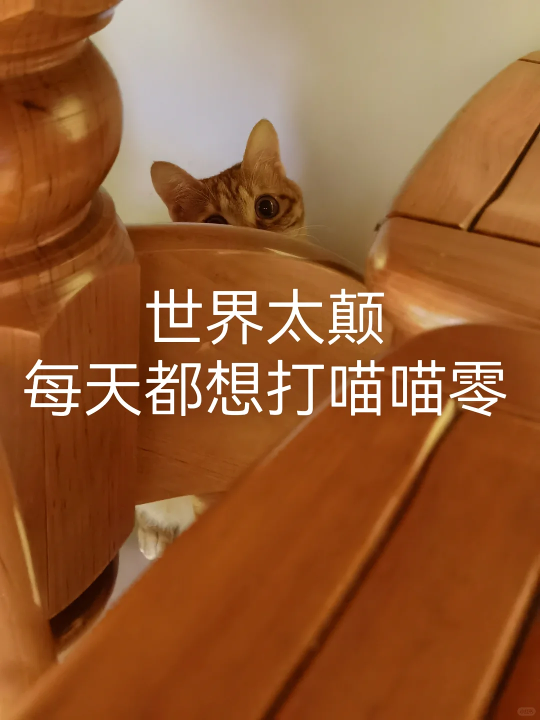 橘猫表情包