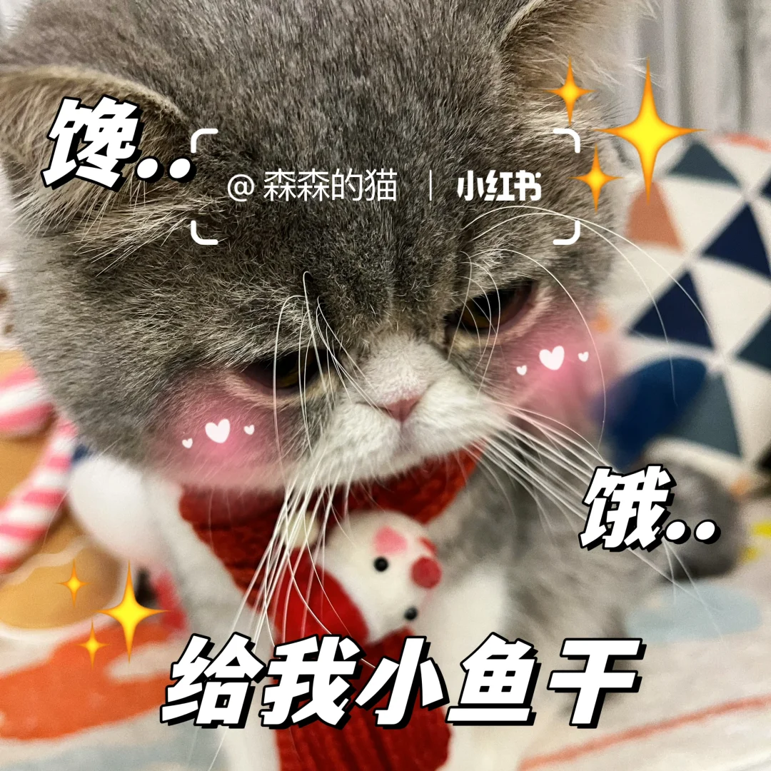 小猫咪表情还挺丰富