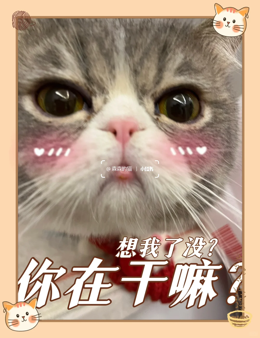 小猫咪表情还挺丰富