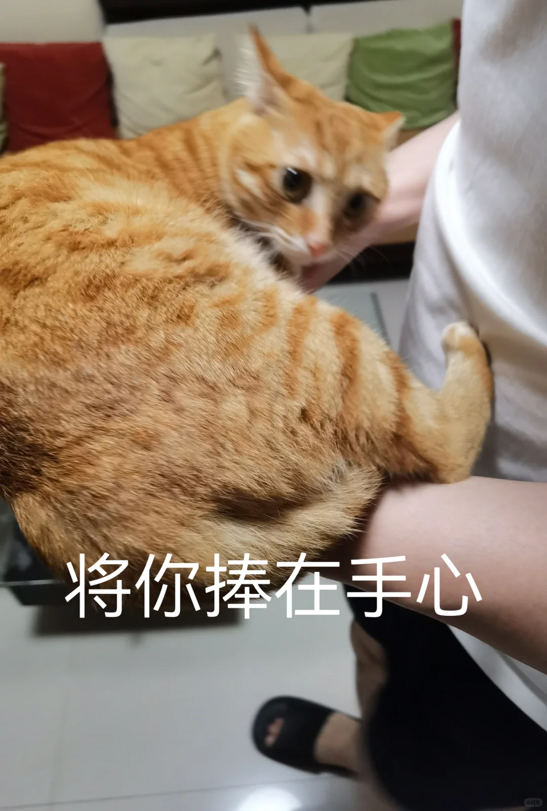 橘猫表情包