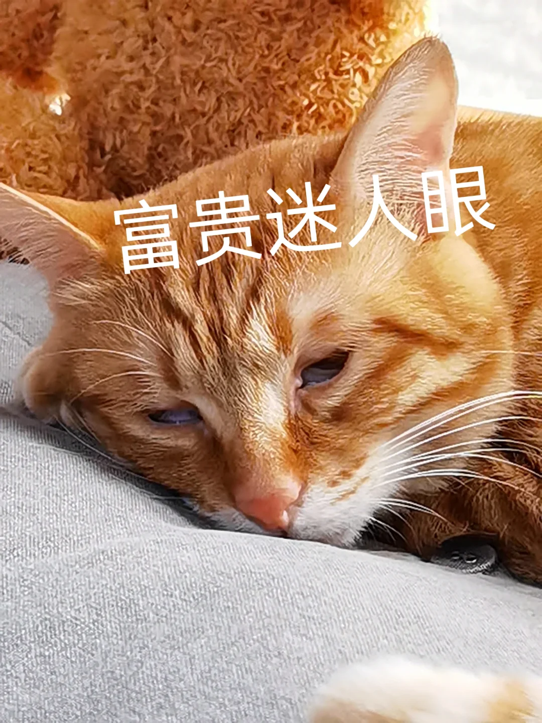 橘猫表情包