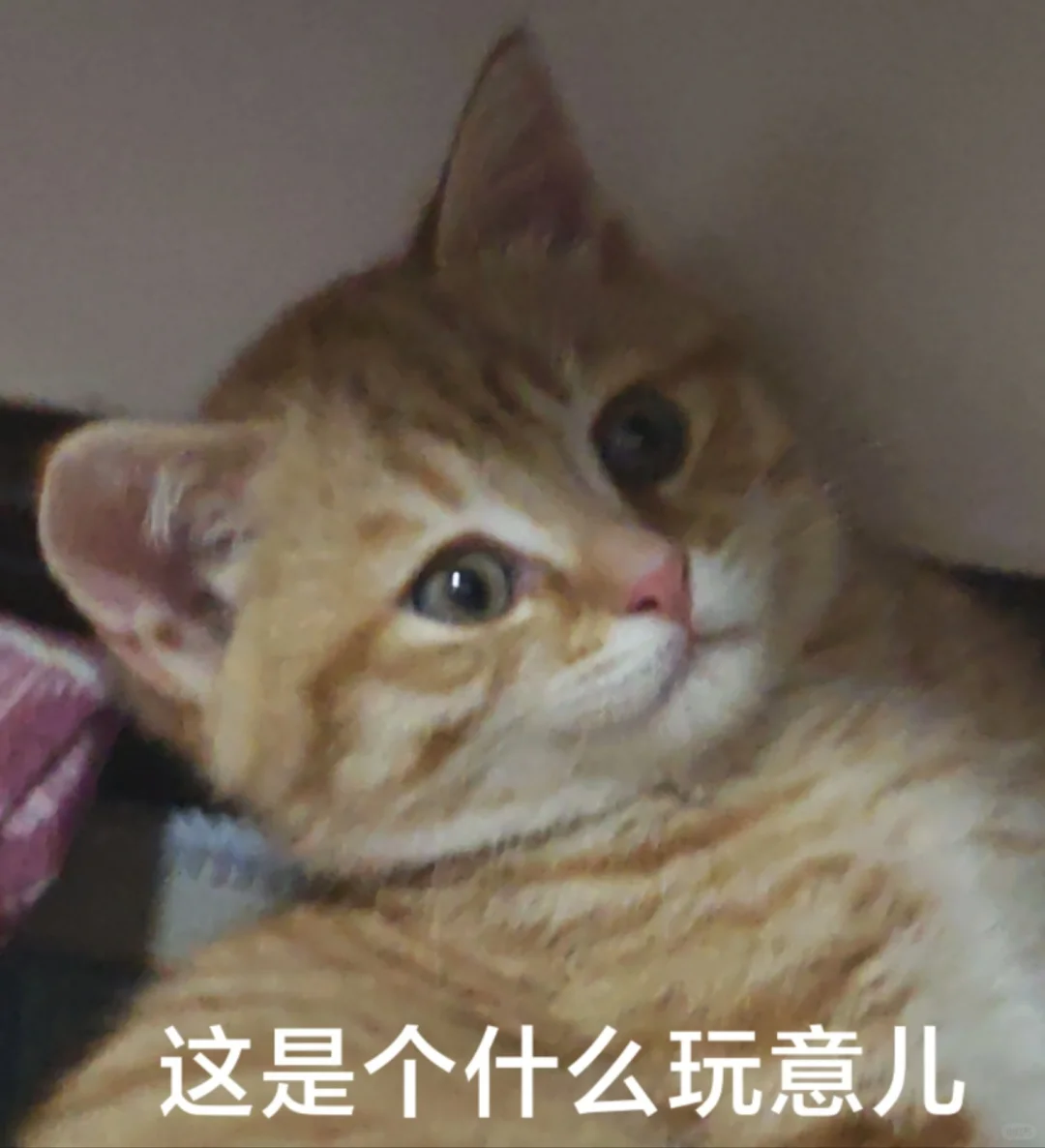 求一个猫猫表情包楼