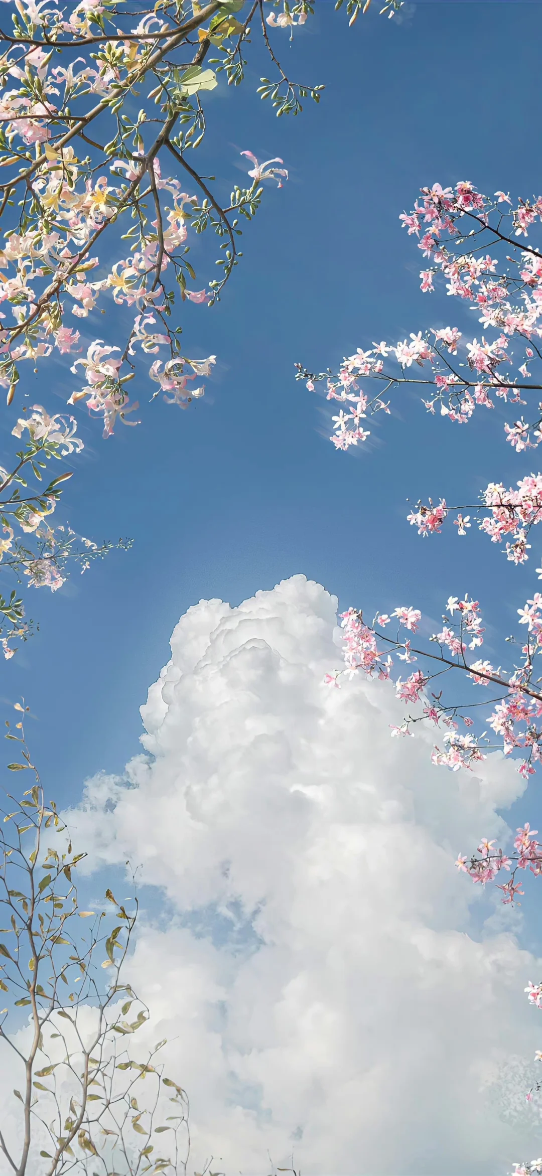 浪漫至上 玫瑰壁纸 花朵壁纸