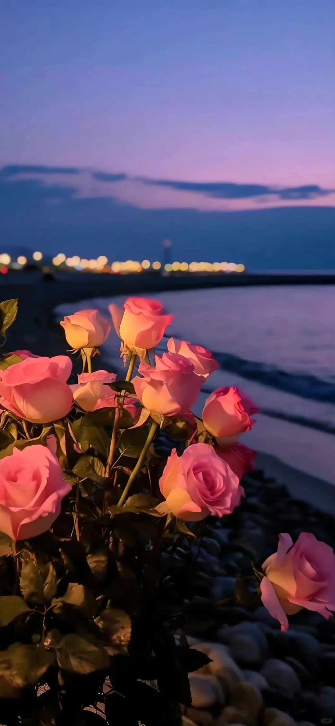 浪漫至上 玫瑰壁纸 花朵壁纸