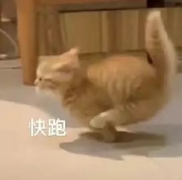 超可爱的猫猫表情包