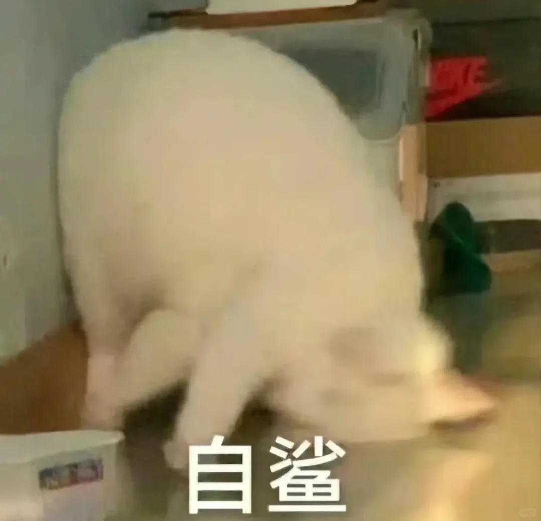 超可爱的猫猫表情包