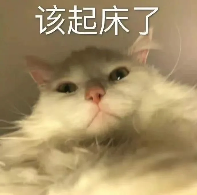 超可爱的猫猫表情包