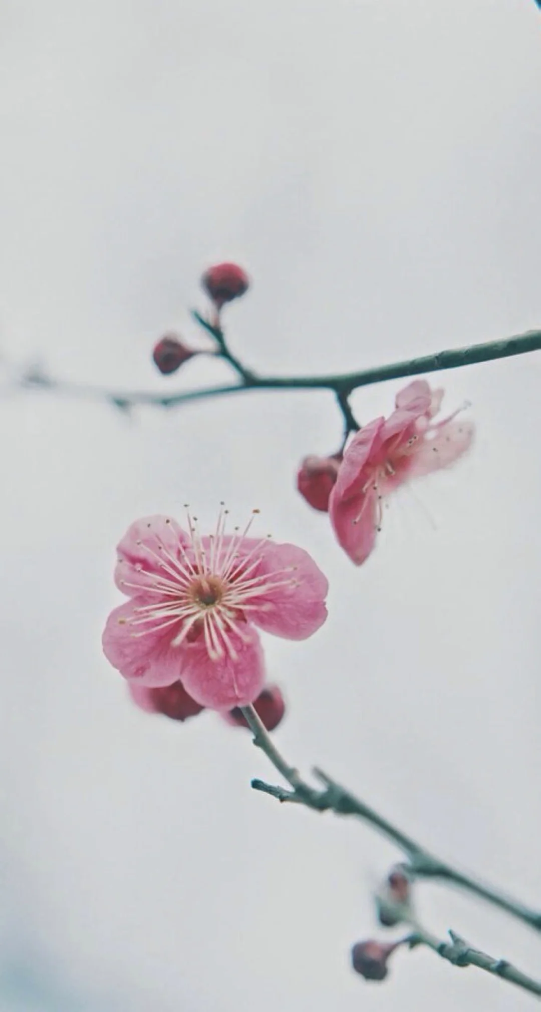 【壁纸】万物皆空，心境自由