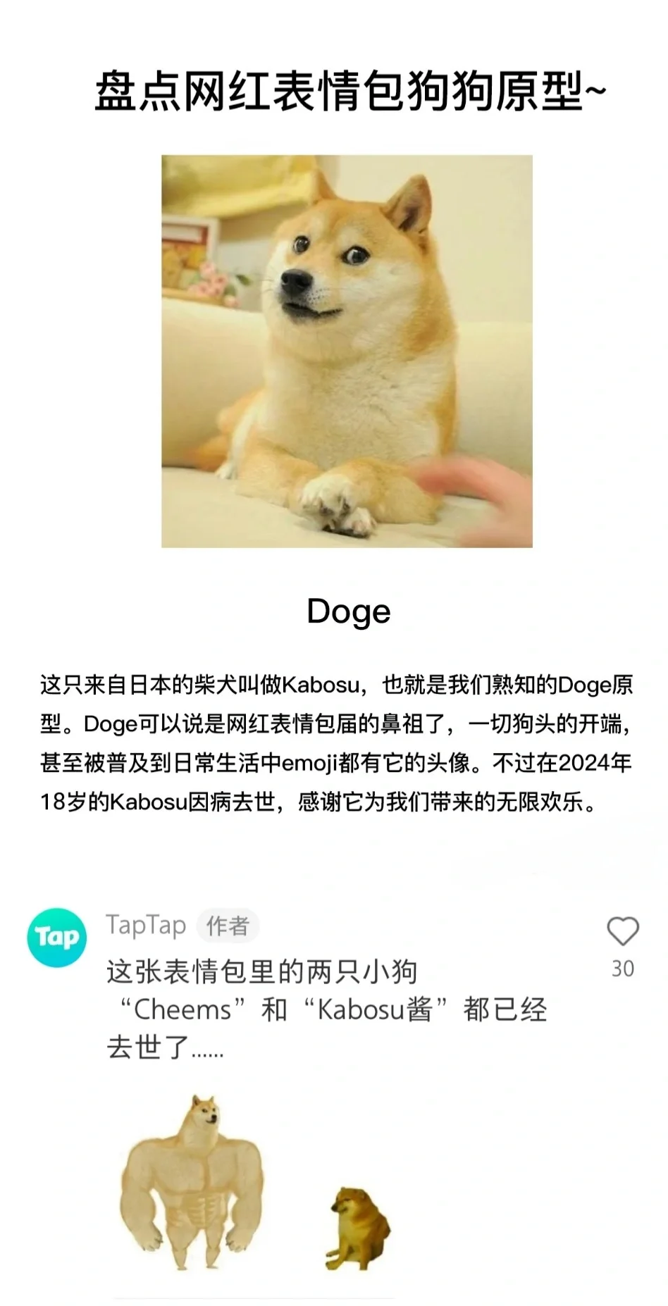 表情包Doge的原型柴犬Kabosu一路走好