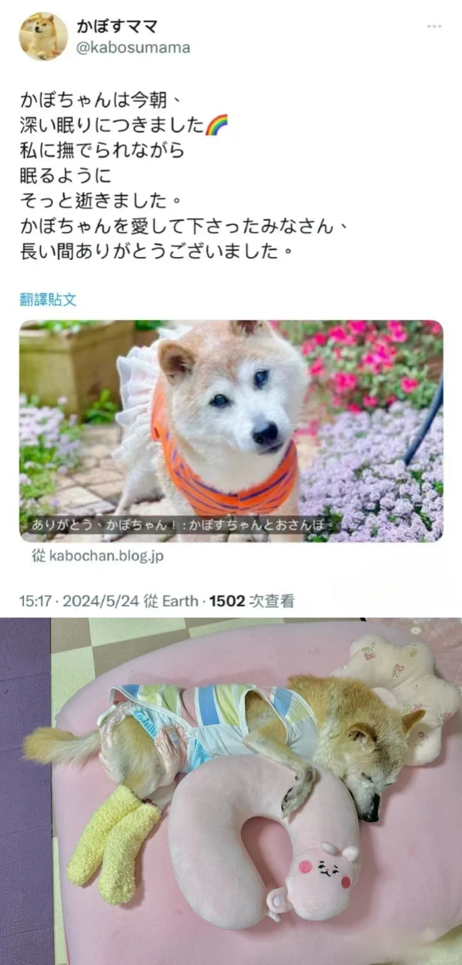 表情包Doge的原型柴犬Kabosu一路走好