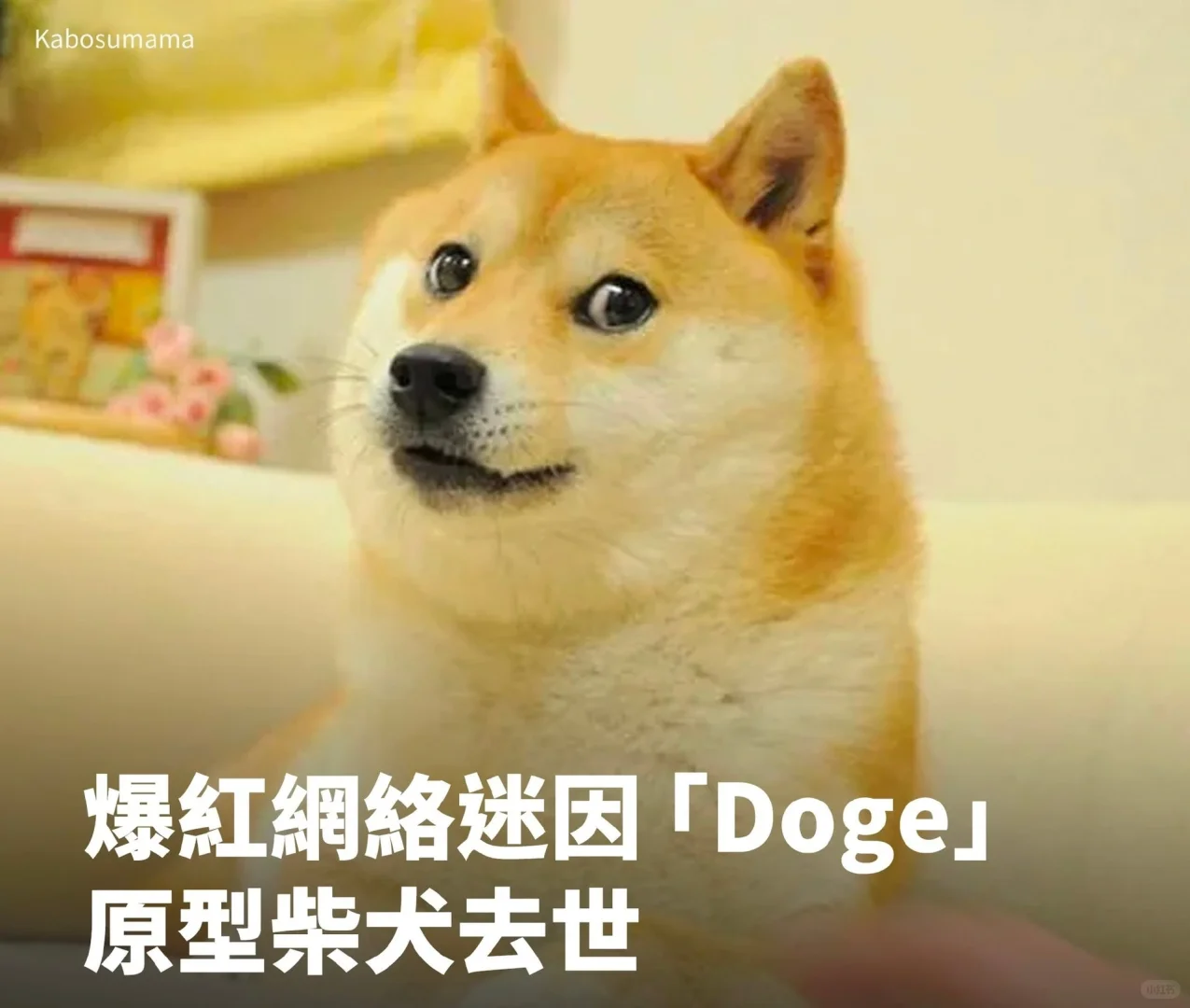 表情包Doge背后的原型柴犬“Kabosu”周五（5月