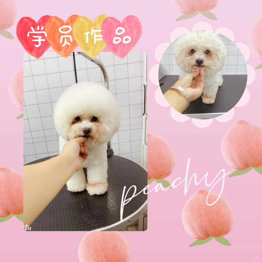 征集模特犬