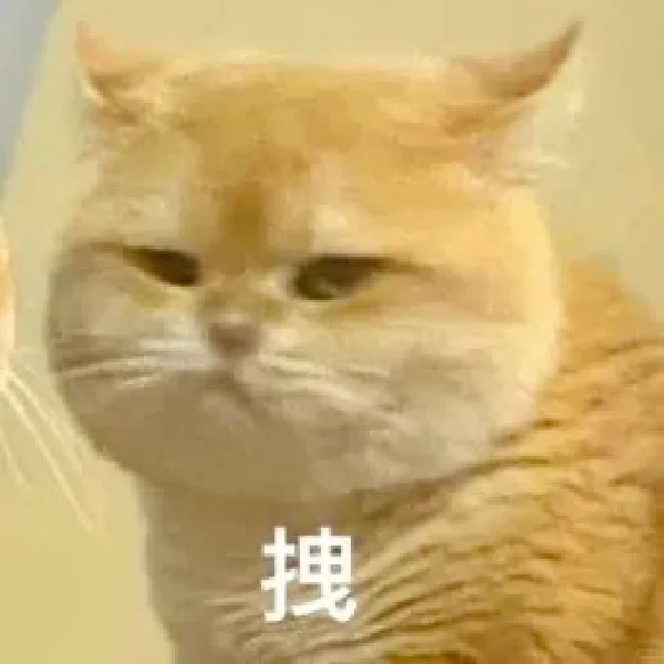 猫咪坡坡表情包