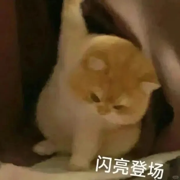 猫咪坡坡表情包