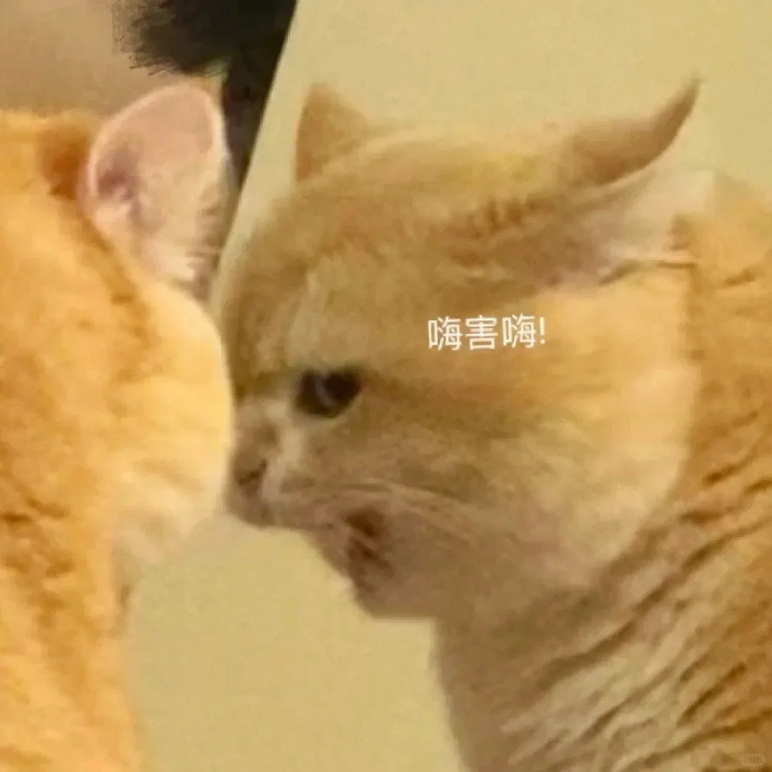 猫咪坡坡表情包