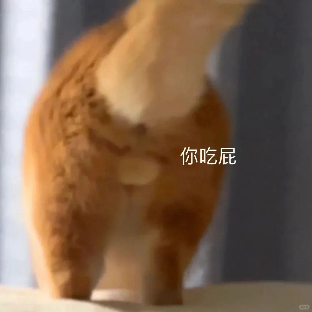 猫咪坡坡表情包