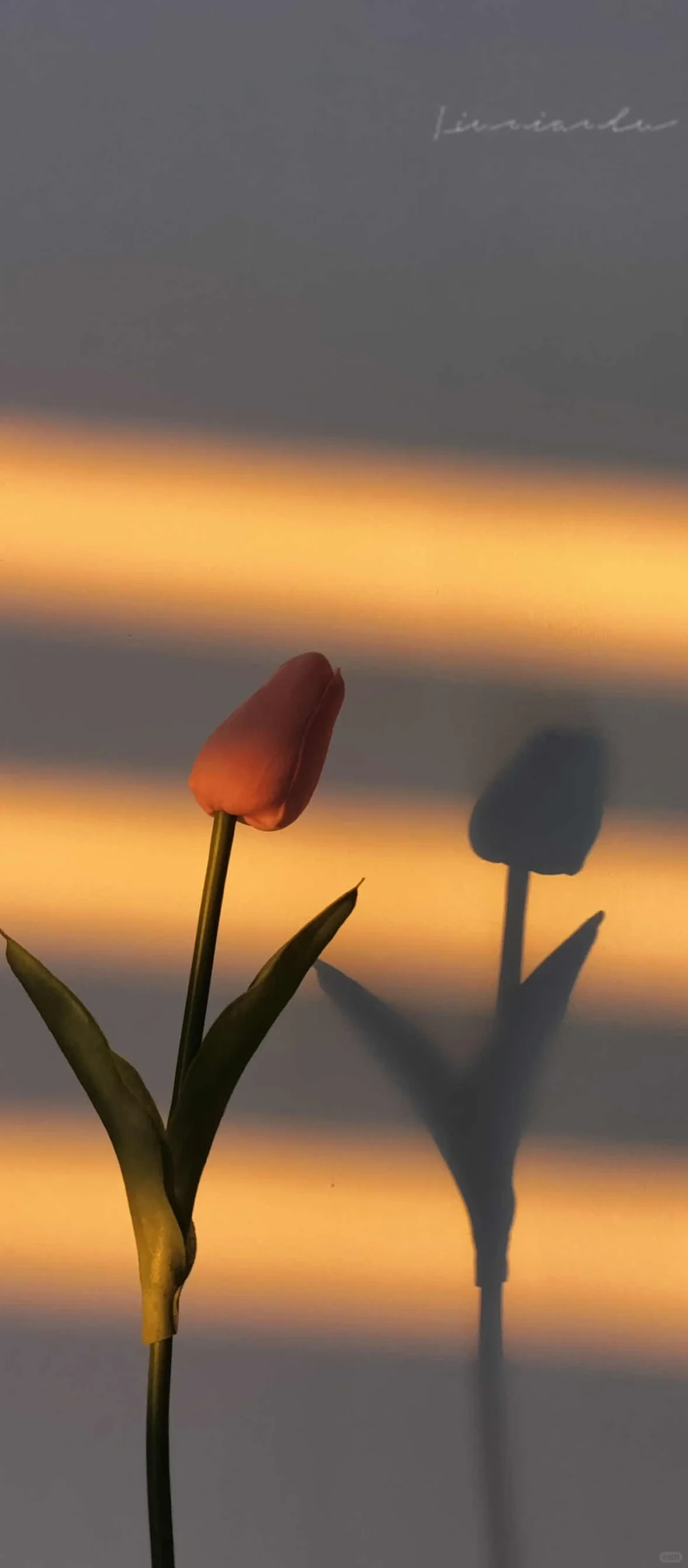 手机壁纸‖走进郁金香花海