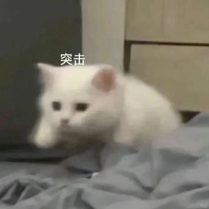 猫猫表情包来咯！快接住！