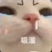 猫猫表情包来咯！快接住！