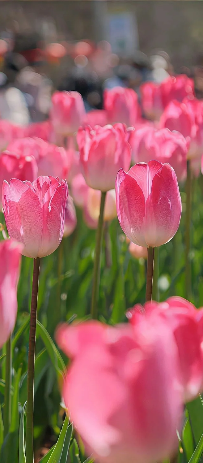 手机壁纸‖走进郁金香花海