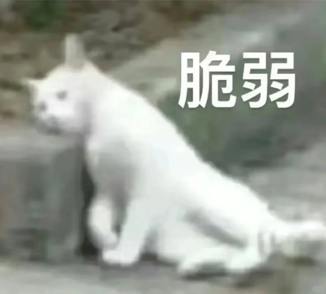 猫猫表情包来咯！快接住！