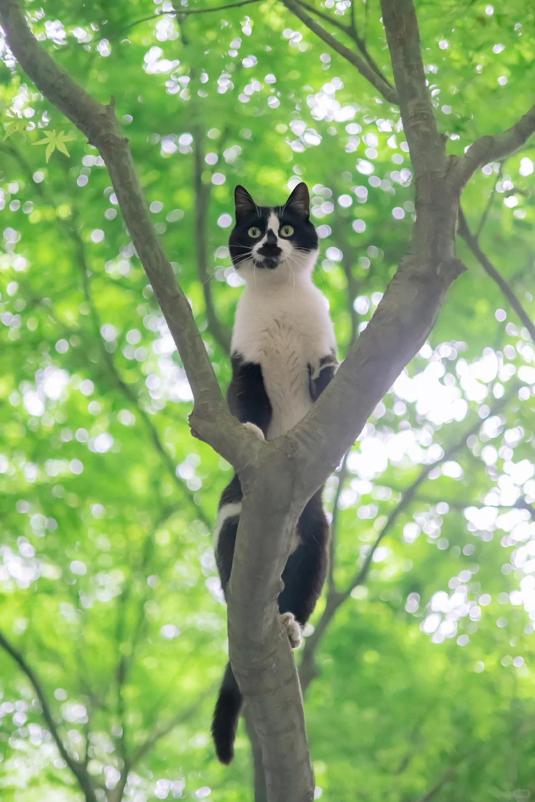 岁月静好的治愈系猫猫手机壁纸，岁月