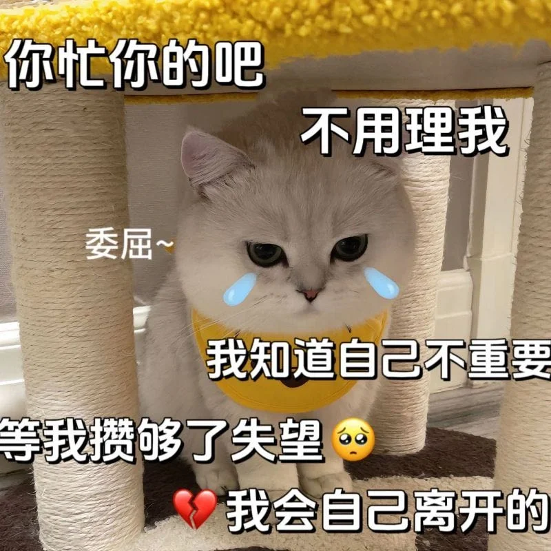 《猫咪表情包》