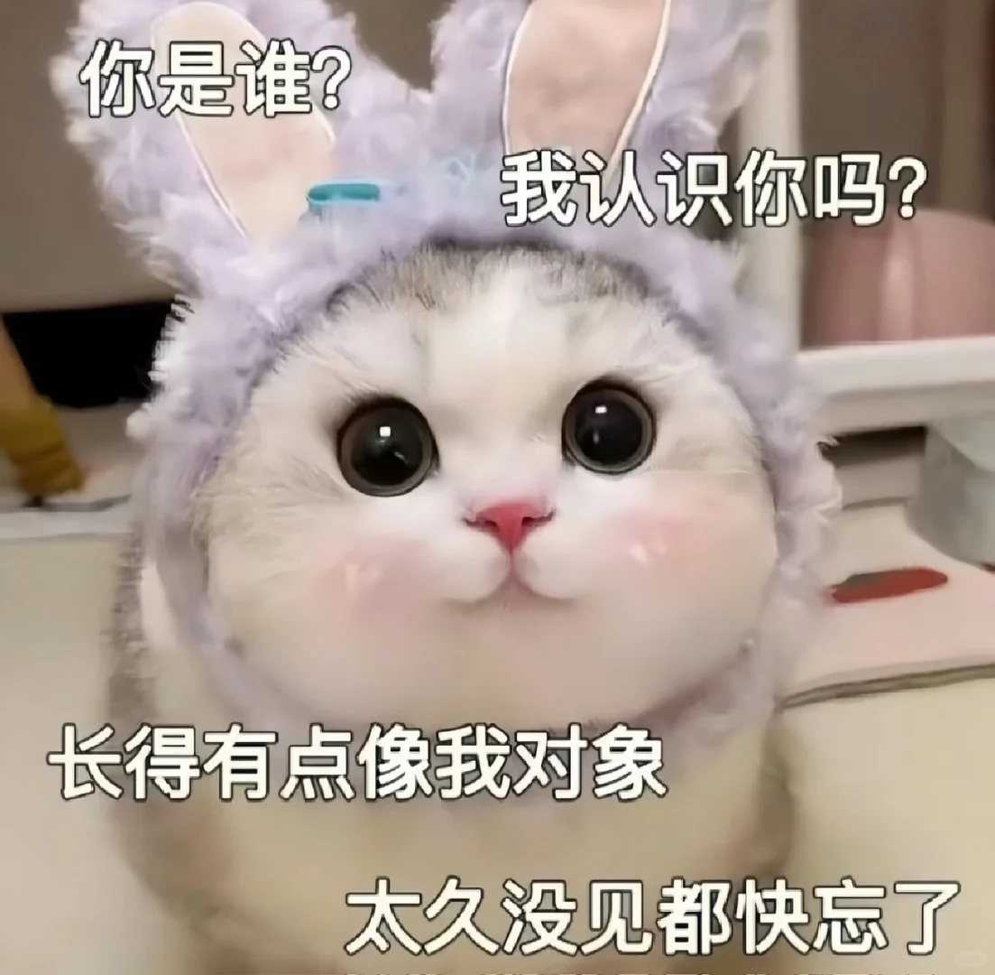 《猫咪表情包》