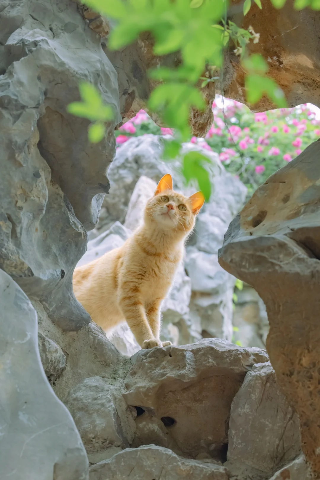 岁月静好的治愈系猫猫手机壁纸，岁月