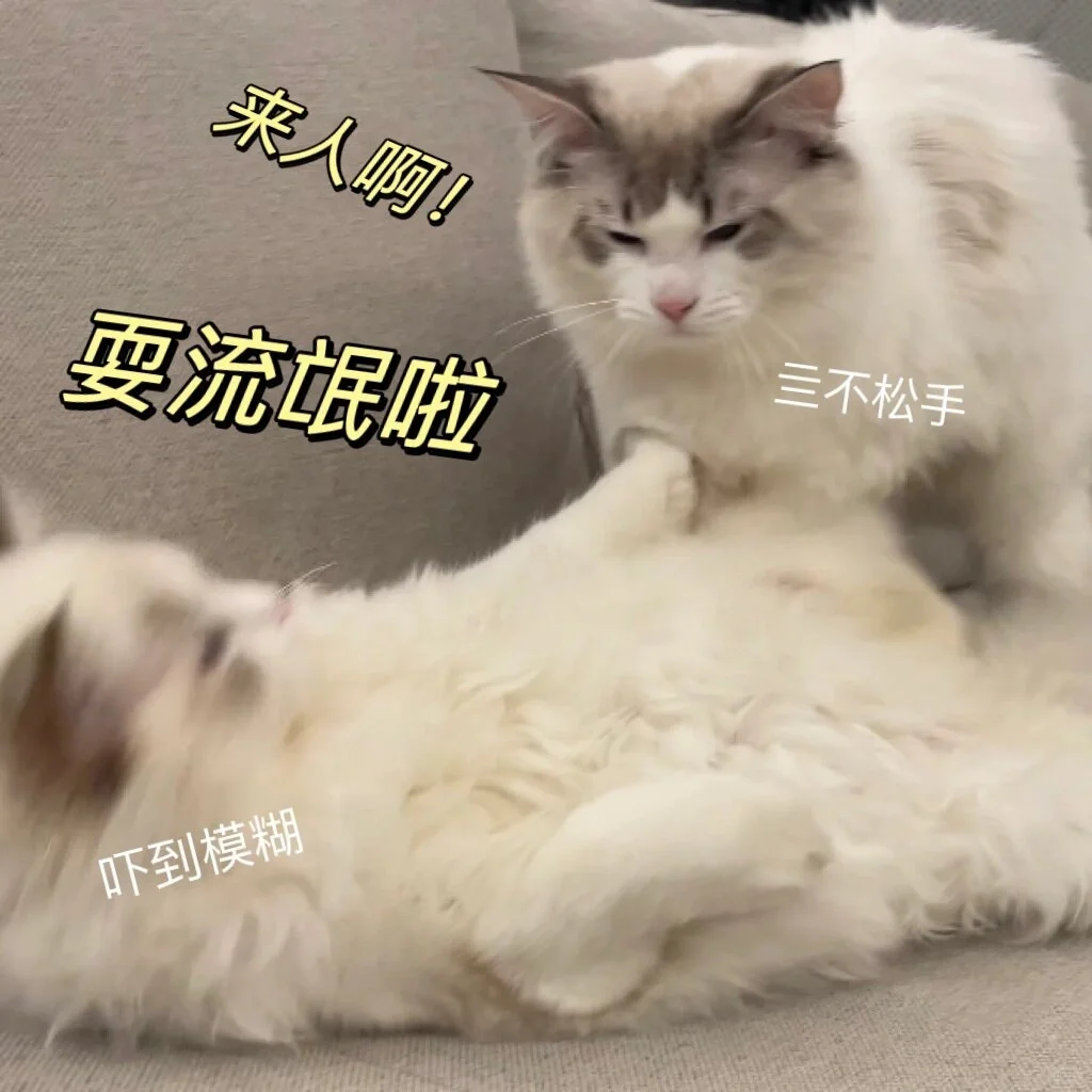 《猫咪表情包》